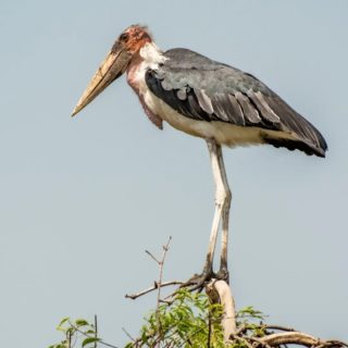 The marabou stork - one of the big birds of our planet. With a wingspan of up to 3,7 m its quite impressive. They can get tall up to 152 cm and weight of 9 kg.
Mostly you find them at landfills and dirty places. Seems we need much more of them too, since humans seem to be unable to clean.
Unfortunately, Uganda is one of the countries where people do not appreciate their own country and the beauty they got. The trash is just everywhere, but at least it attracts these birds, giving me a chance to take a shot.

#bigbirds #maraboustork #stork #bids #birdwatching #birding #thoughts #ourplanet #travelexperience #travelmore #africa #scavenger #africanbirds