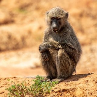 Some pics of Baboons, we met on our round trip. Even though these animals are bit shy, you see them often along the roads when traveling in Uganda. 

#baboons #monkeys #wildlife #mamals #animalsofafrica #wildanimalphotos #animalphotography #travelfun #travelmore