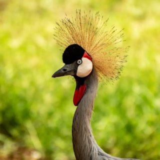 The crested crane is the national bird of Uganda, even found on the Ugandan flag.
Finally I got the chance to see this bird pretty close. Luckily this one was even posing well and waiting patiently for me to take pics 😄

#crane #ugandancrane #birdlovers #birding #bigbirds #wildlifeaddicts #animallover #travelphotographer #traveltoexplore #ugandanbirds #traveluganda #crestedcrane #beautifulcreation #traveltoseetheworld