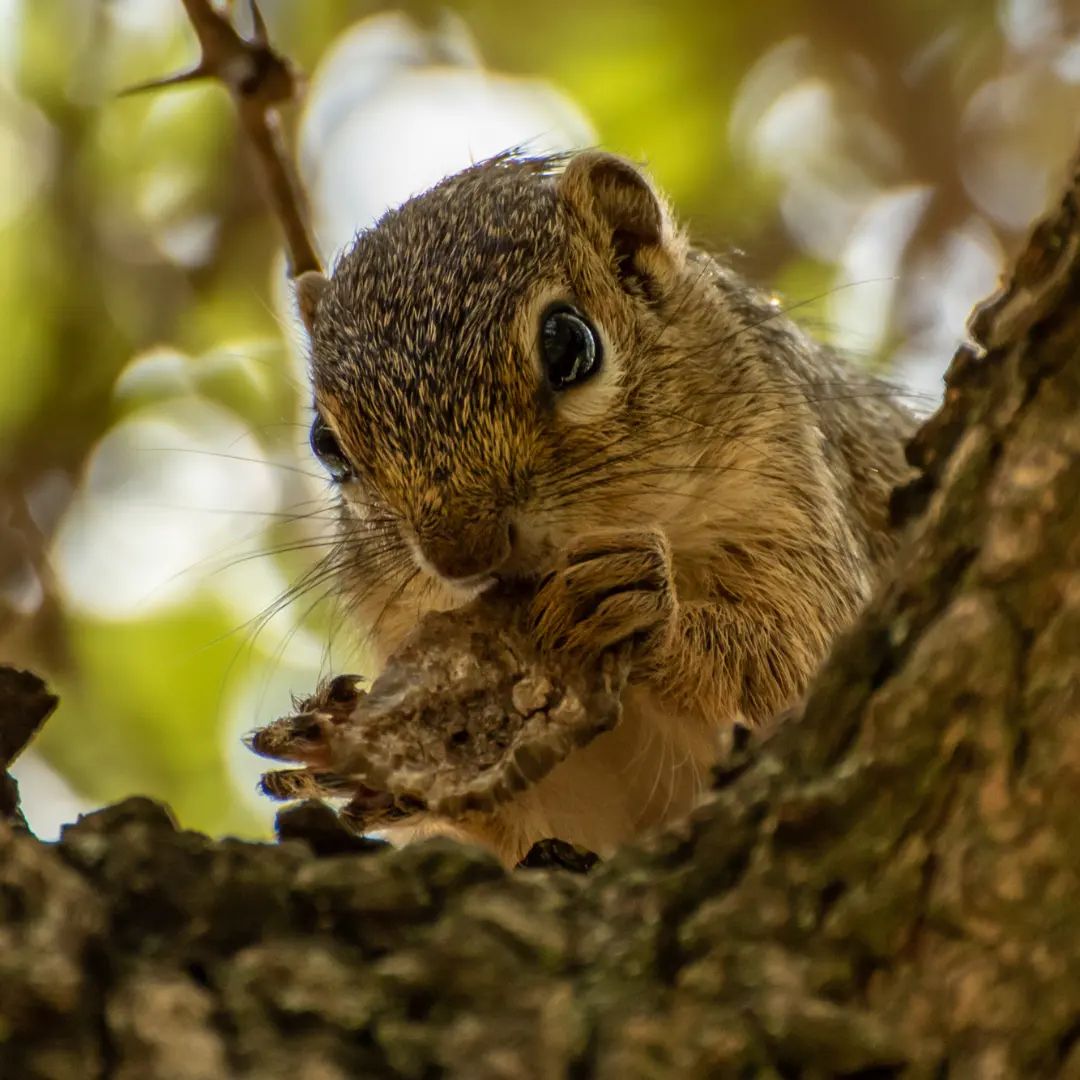 Isn't it a cute one?
#squirrel #squirrelsofinstagram #nuteaters #cuteanimals