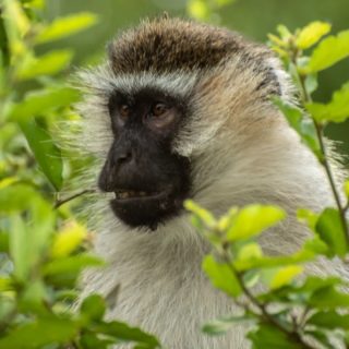 The Vervet monkeys are very common in Uganda and you can meet them almost everywhere. 
Even though they are quite small, with a size of 30-60 cm, they can be quite quickly. Their top speed can reach up to 45 km/h. Life span is somewhere between 12 -24 years.
It's a funny monkey species. I got many chances to observe and watch them playing. 

#monkeys #vervetmonkey #wildlifephotos #wilderness #naturelover #animalsofinstagram #animals #wildlifeaddicts #monkeylove #ugandananimals #primates #animalphotography